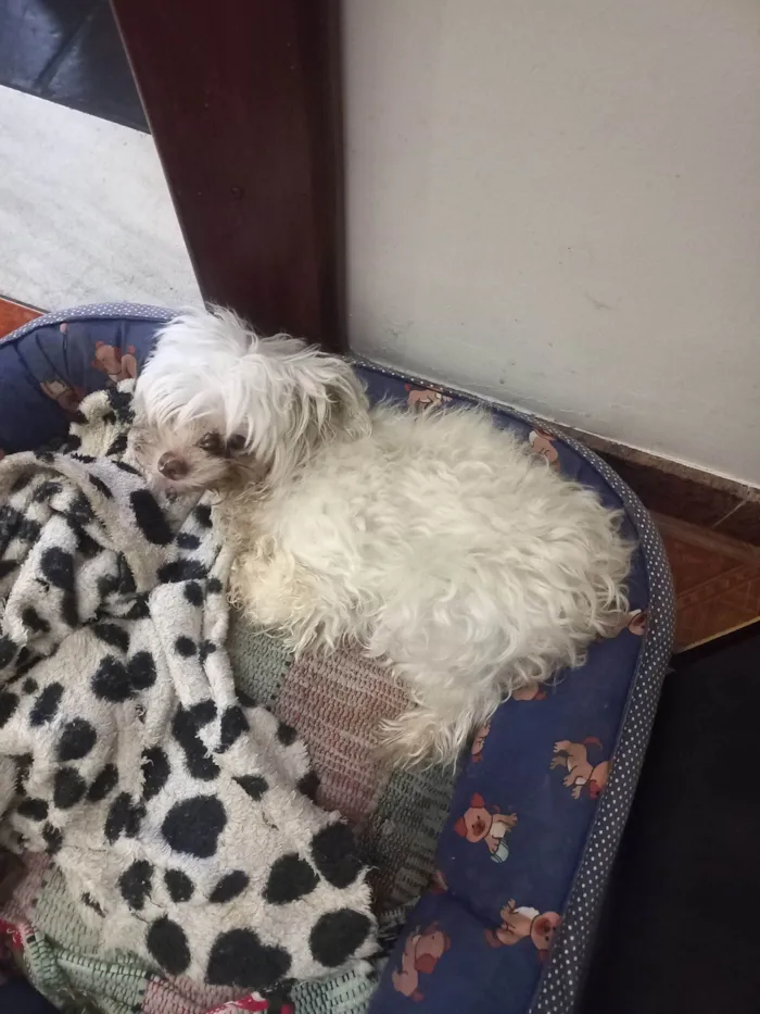 Cachorro raça Maltês idade 6 ou mais anos nome Julie