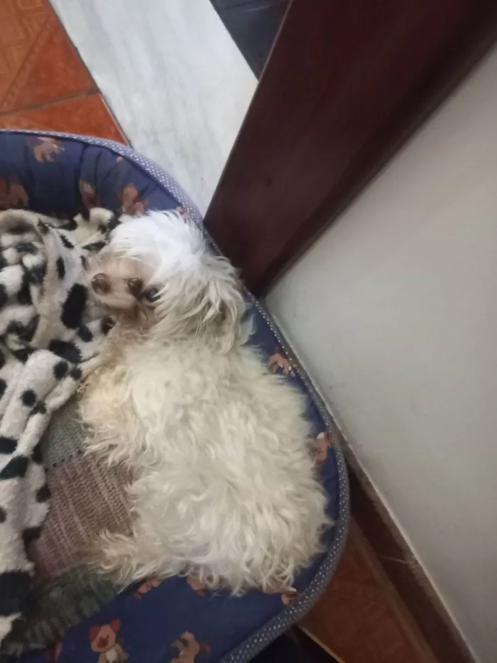 Cachorro raça Maltês idade 6 ou mais anos nome Julie