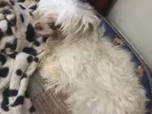 Cachorro raça Maltês idade 6 ou mais anos nome Julie