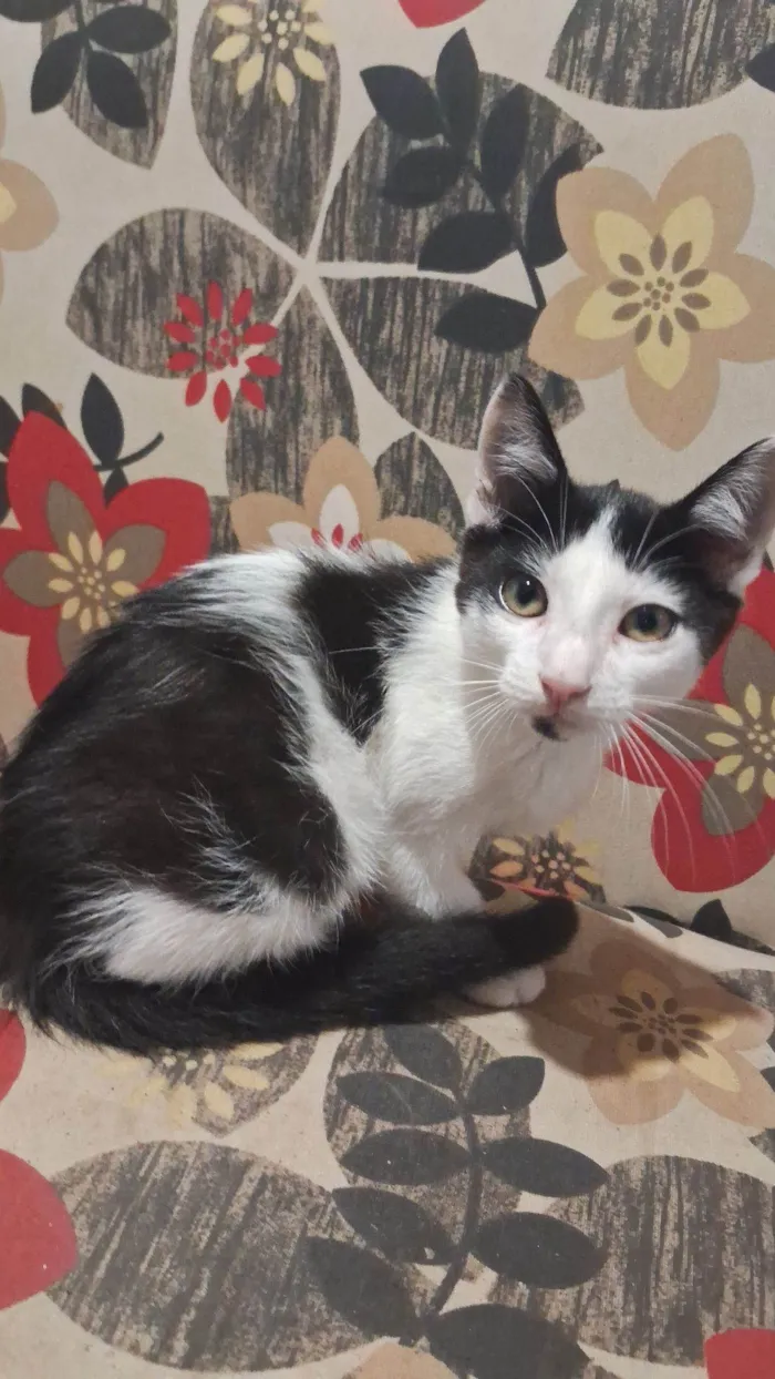 Gato raça SRD-ViraLata idade 2 a 6 meses nome Filhotes da Lua