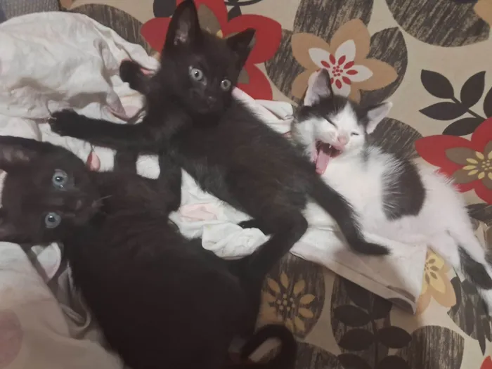 Gato raça SRD-ViraLata idade 2 a 6 meses nome Filhotes da Lua