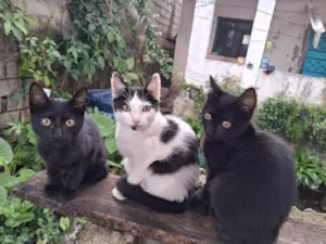 Gato raça SRD-ViraLata idade 2 a 6 meses nome Filhotes da Lua