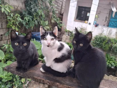 Gato raça SRD-ViraLata idade 2 a 6 meses nome Filhotes da Lua