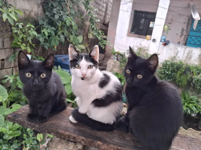 Gato raça SRD-ViraLata idade 2 a 6 meses nome Filhotes da Lua