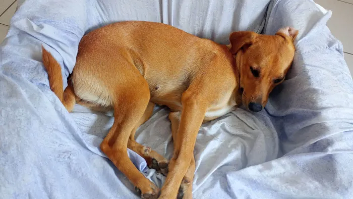 Cachorro raça SRD-ViraLata idade 1 ano nome Kyra 