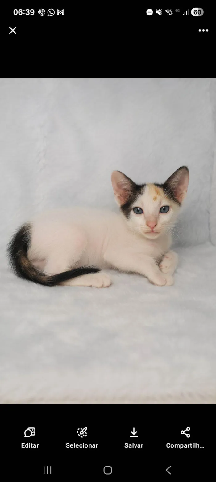 Gato raça SRD-ViraLata idade Abaixo de 2 meses nome Cherry