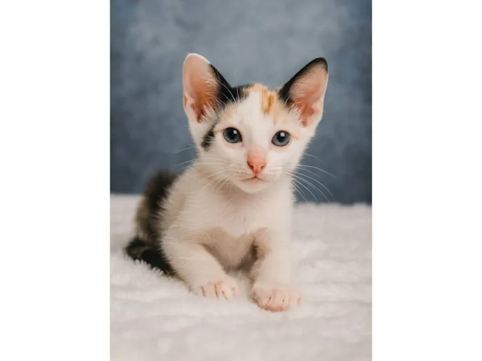 Gato raça SRD-ViraLata idade Abaixo de 2 meses nome Cherry