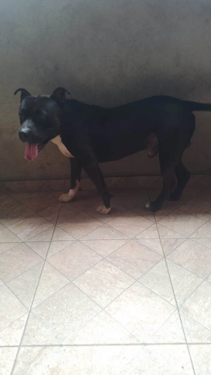 Cachorro raça Pit-Bull idade 2 anos nome Apolo