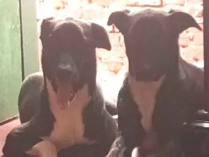 Cachorro raça SRD-ViraLata idade 1 ano nome Mateus André Ferreira