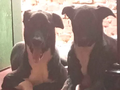 Cachorro raça SRD-ViraLata idade 1 ano nome Mateus André Ferreira