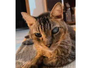 Gato raça SRD-ViraLata idade 6 ou mais anos nome Gatuxo 