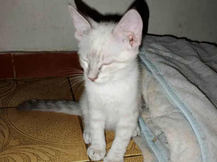 Gato raça SRD-ViraLata idade 2 a 6 meses nome Ana Lucia 