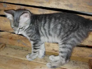 Gato raça SRD-ViraLata idade 2 a 6 meses nome Ana Lucia 