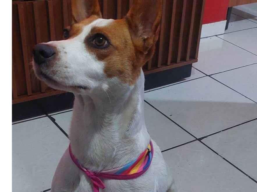 Cachorro raça Vira lata idade 7 a 11 meses nome Faisca