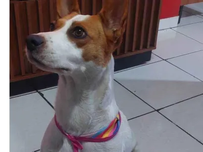 Cachorro raça Vira lata idade 7 a 11 meses nome Faisca