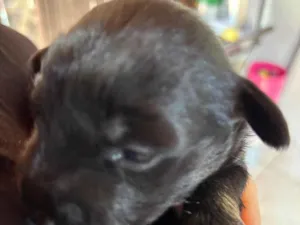 Cachorro raça SRD-ViraLata idade 2 a 6 meses nome Neguinho 