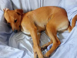 Cachorro raça SRD-ViraLata idade 1 ano nome Kyra 