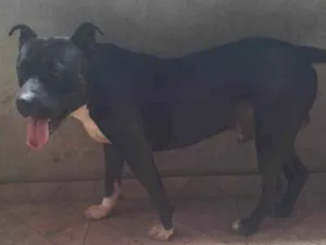 Cachorro raça Pit-Bull idade 2 anos nome Apolo