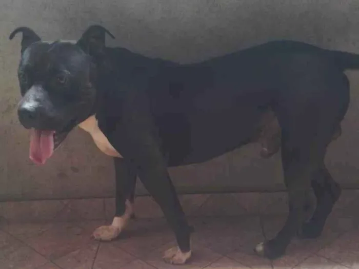 Cachorro raça Pit-Bull idade 2 anos nome Apolo