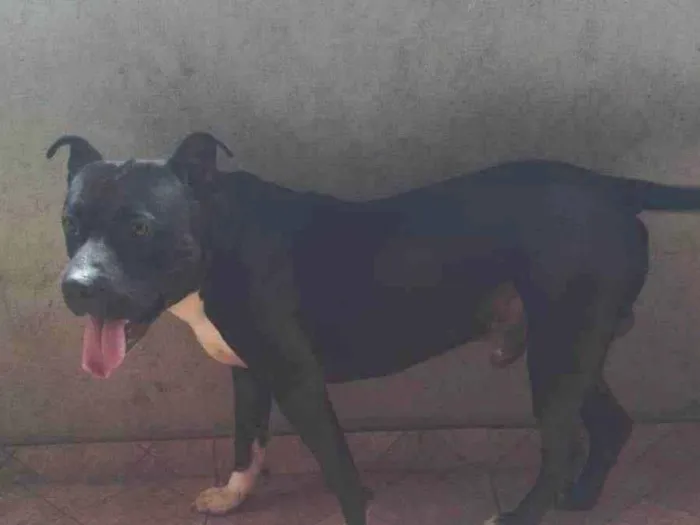 Cachorro raça Pit-Bull idade 2 anos nome Apolo