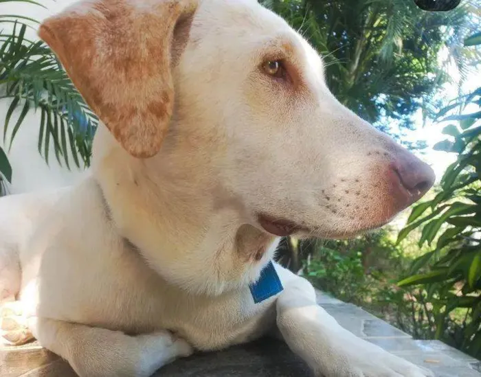 Cachorro raça Labrador idade 1 ano nome Marley