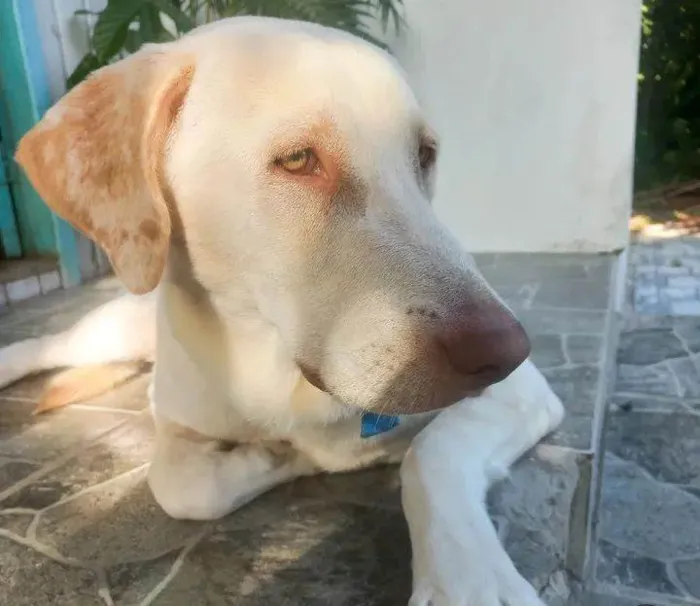 Cachorro raça Labrador idade 1 ano nome Marley