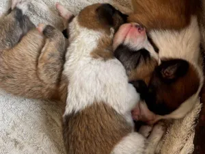 Cachorro raça SRD-ViraLata idade Abaixo de 2 meses nome Sem nomes 