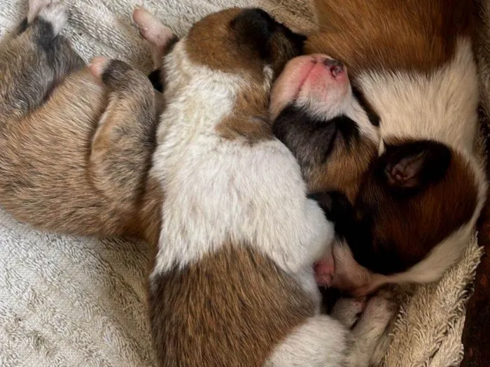 Cachorro raça SRD-ViraLata idade Abaixo de 2 meses nome Sem nomes 