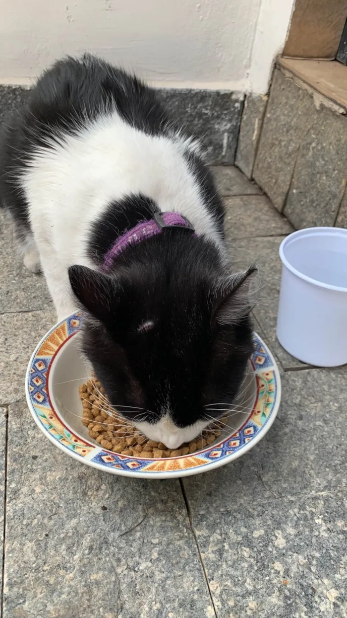 Gato raça SRD-ViraLata idade 2 anos nome Bolota