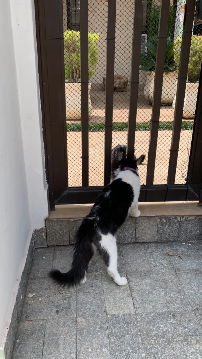 Gato raça SRD-ViraLata idade 2 anos nome Bolota