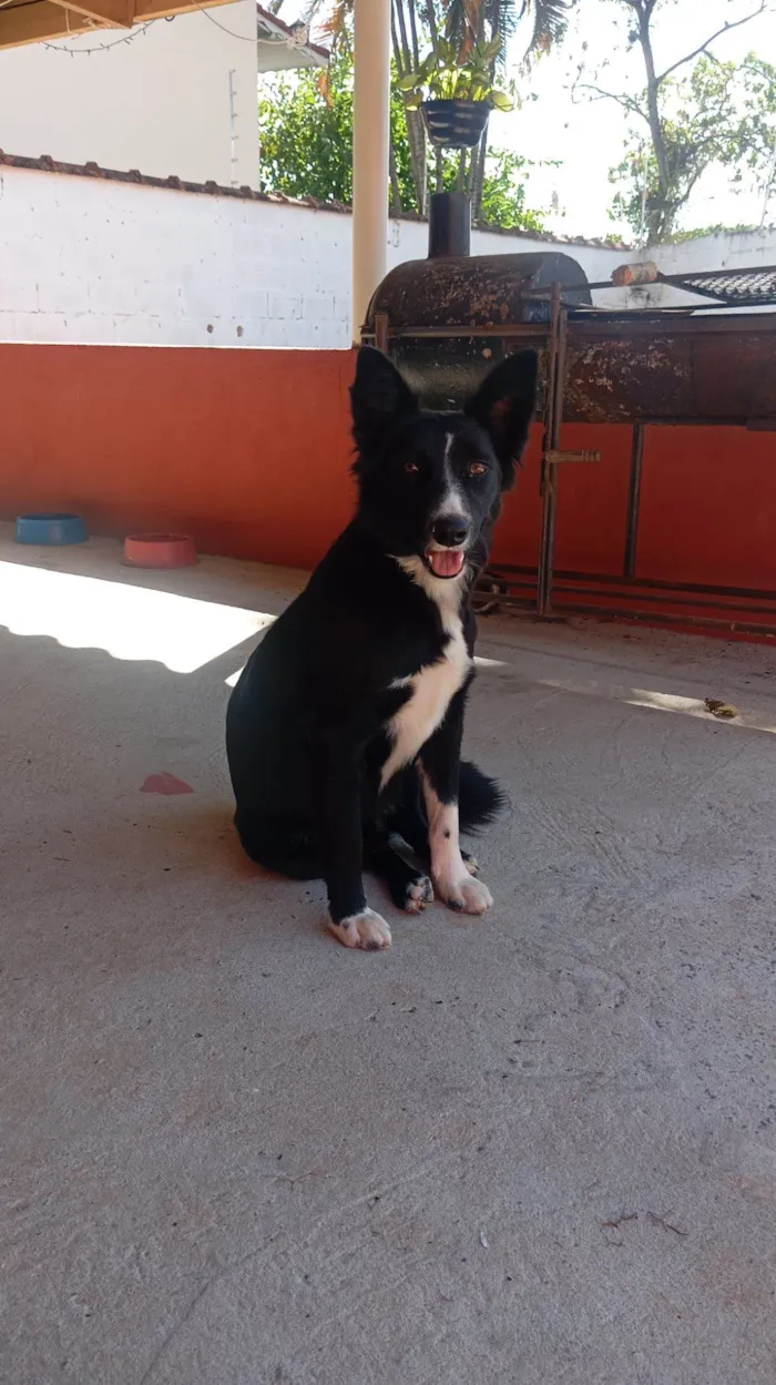 Cachorro raça SRD-ViraLata idade 1 ano nome Boiadeiro 