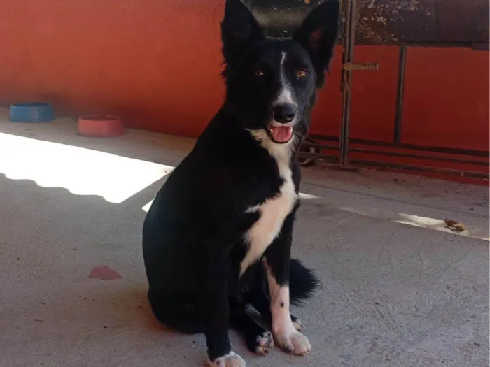 Cachorro raça SRD-ViraLata idade 1 ano nome Boiadeiro 
