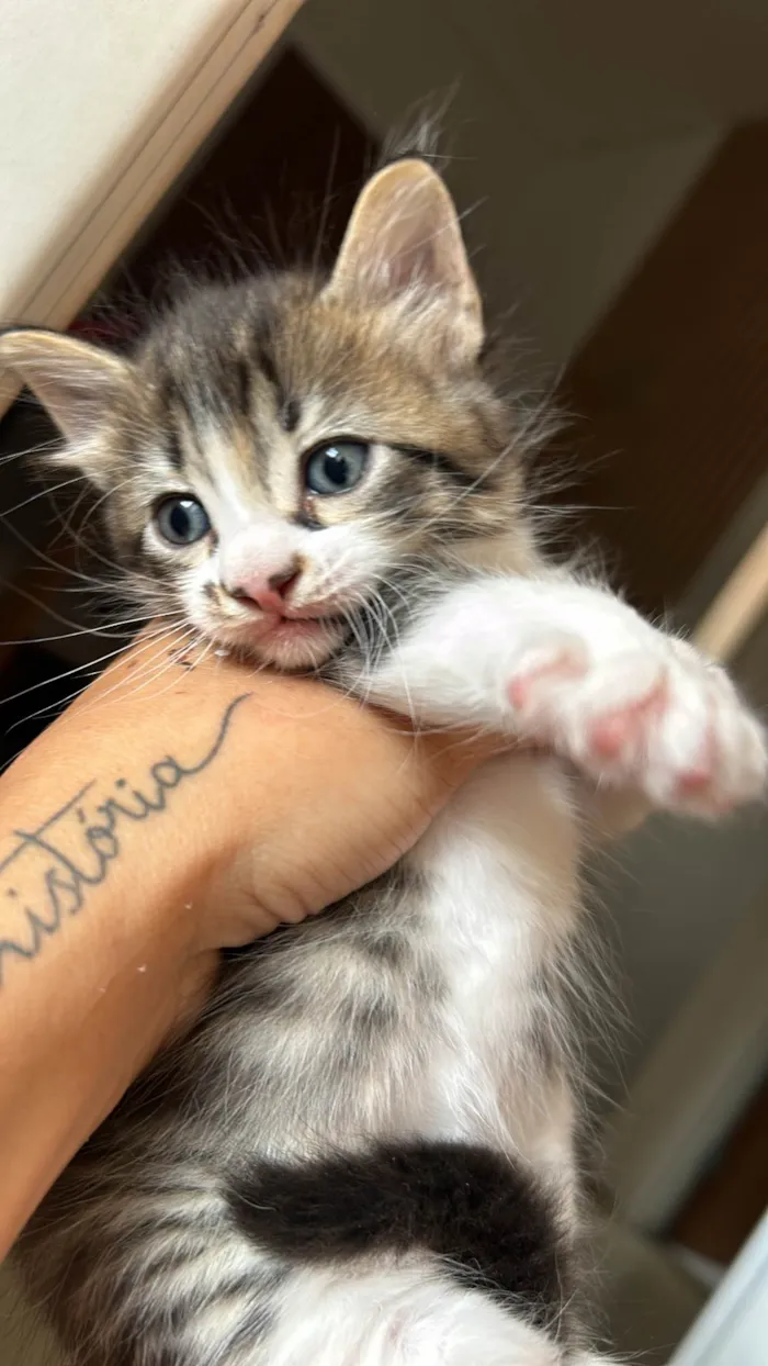 Gato raça SRD-ViraLata idade Abaixo de 2 meses nome Sem nome 