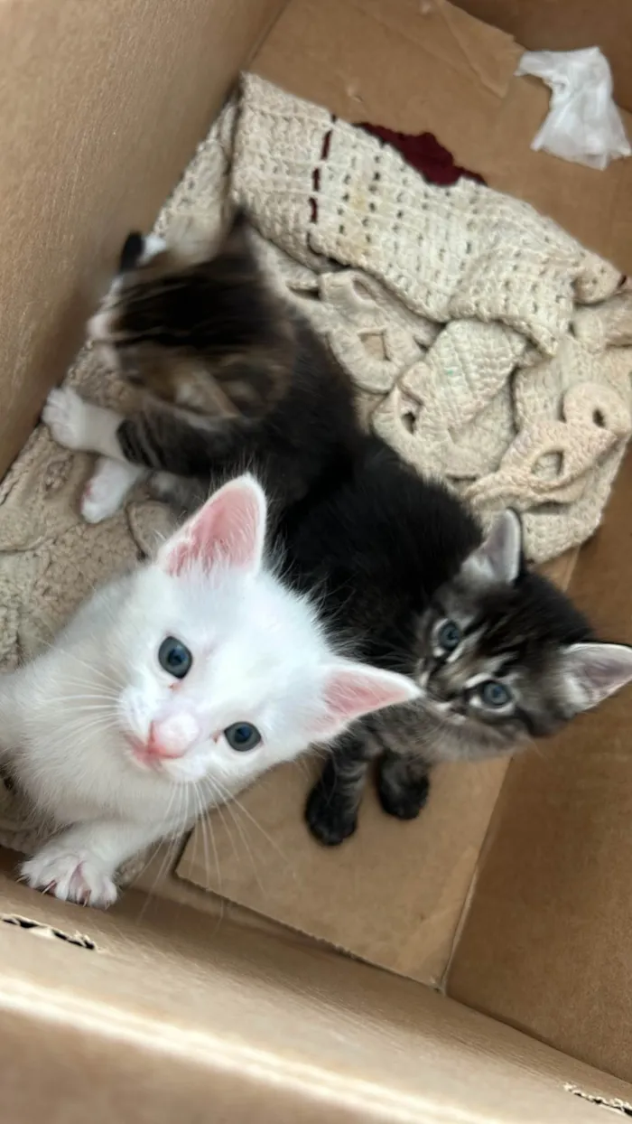 Gato raça SRD-ViraLata idade Abaixo de 2 meses nome Sem nome 