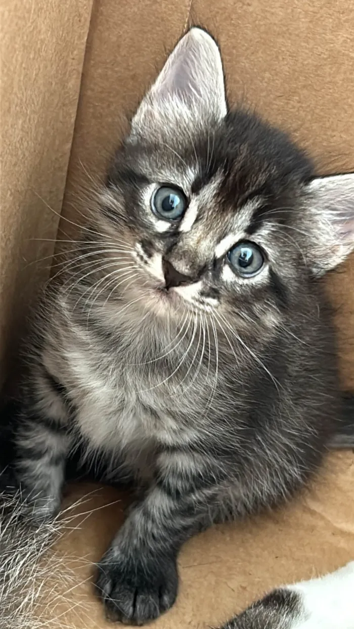 Gato raça SRD-ViraLata idade Abaixo de 2 meses nome Sem nome 