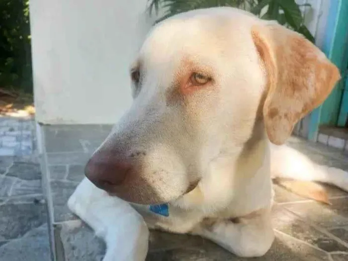 Cachorro raça Labrador idade 1 ano nome Marley