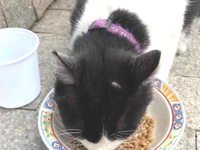 Gato raça SRD-ViraLata idade 2 anos nome Bolota