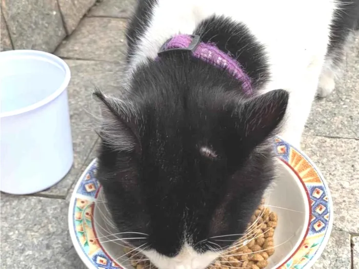 Gato raça SRD-ViraLata idade 2 anos nome Bolota