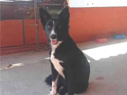 Cachorro raça SRD-ViraLata idade 1 ano nome Boiadeiro 