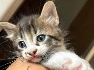 Gato raça SRD-ViraLata idade Abaixo de 2 meses nome Sem nome 