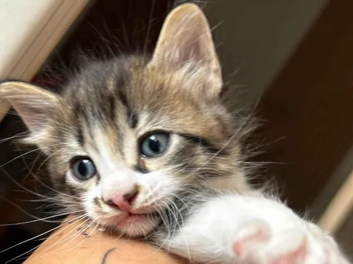 Gato raça SRD-ViraLata idade Abaixo de 2 meses nome Sem nome 