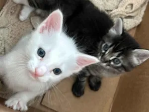 Gato raça SRD-ViraLata idade Abaixo de 2 meses nome Sem nome 