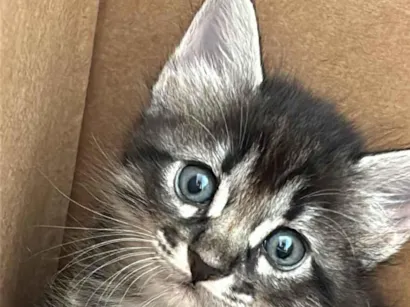 Gato raça SRD-ViraLata idade Abaixo de 2 meses nome Sem nome 