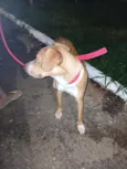 Cachorro raça SRD-ViraLata idade 2 a 6 meses nome Boni caramelo 