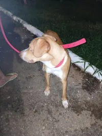 Cachorro raça SRD-ViraLata idade 2 a 6 meses nome Boni caramelo 