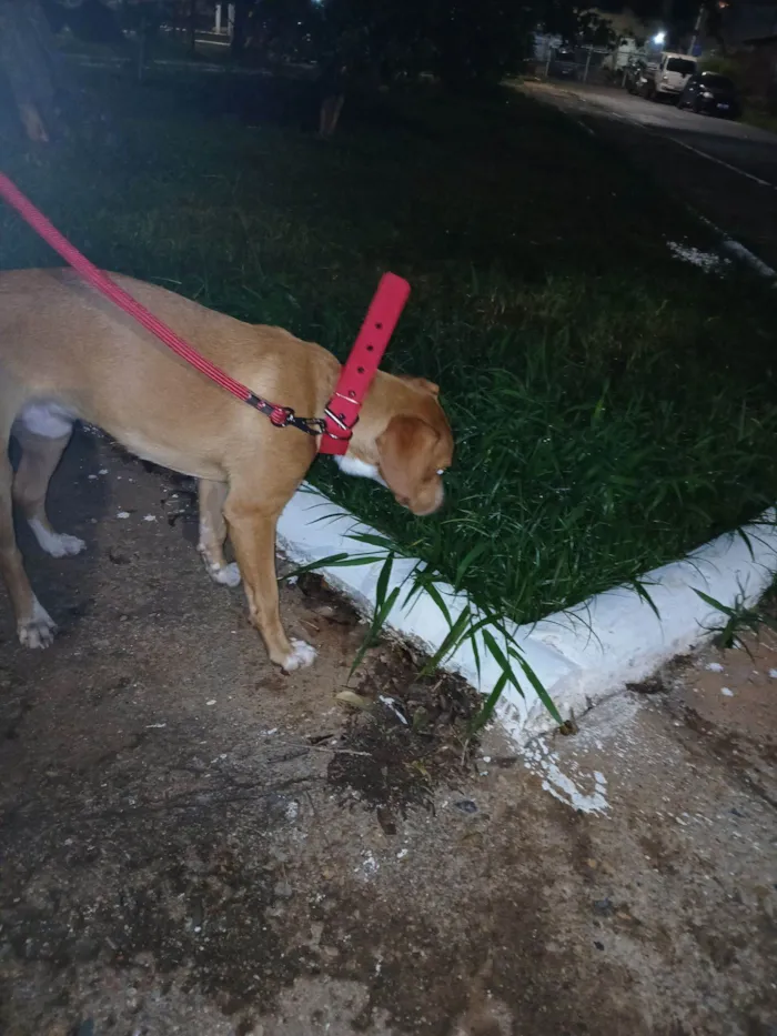 Cachorro raça SRD-ViraLata idade 2 a 6 meses nome Boni caramelo 