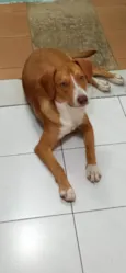 Cachorro raça SRD-ViraLata idade 2 a 6 meses nome Boni caramelo 