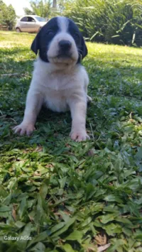 Cachorro raça Labrador idade Abaixo de 2 meses nome Sem nome