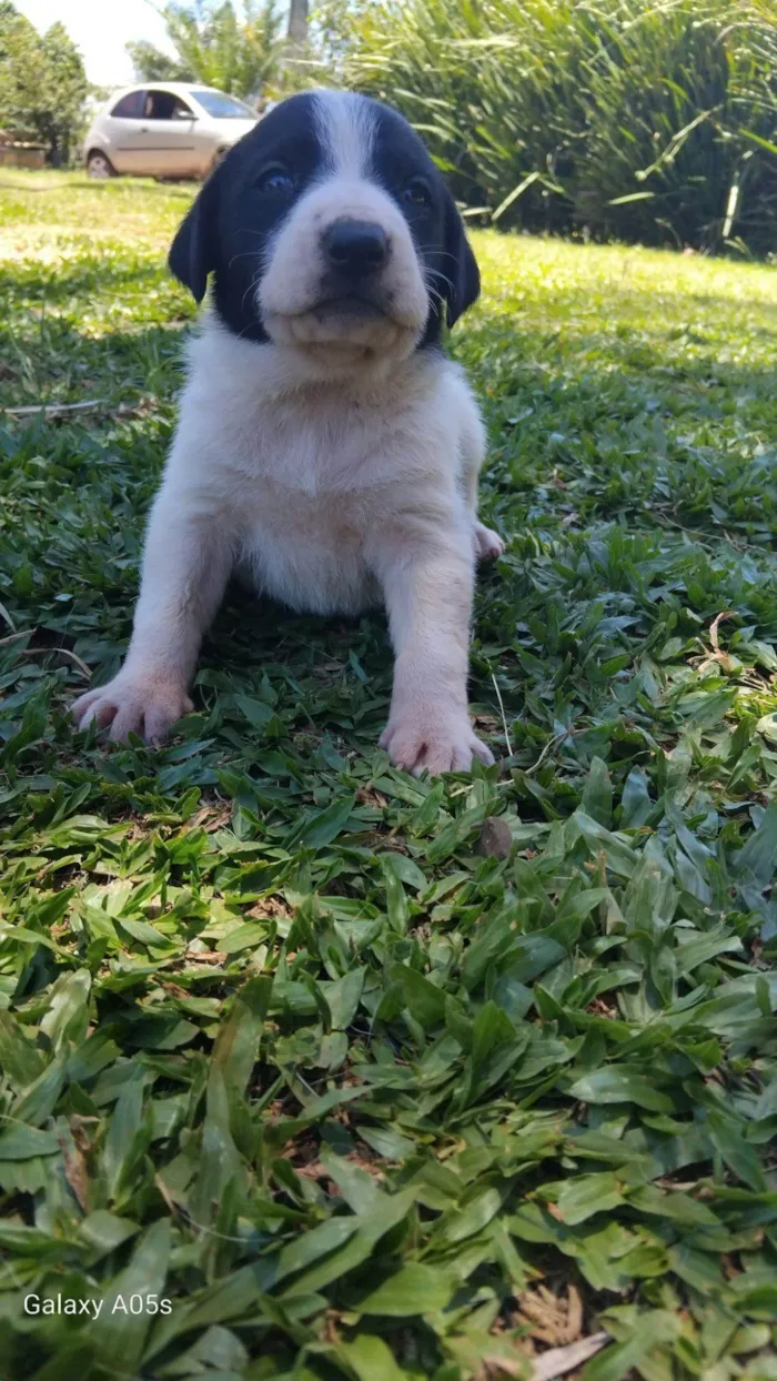 Cachorro raça Labrador idade Abaixo de 2 meses nome Sem nome