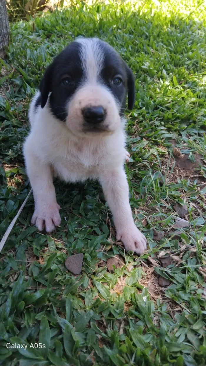 Cachorro raça Labrador idade Abaixo de 2 meses nome Sem nome